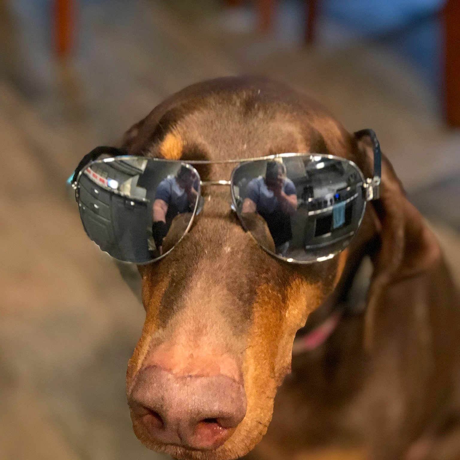 Brandy joined the competition — help win amazing prizes! canidae, carnivore, dog, dog_breed, ear, fawn, glasses, guard_dog, head, snout, sporting_group