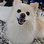 Fluffy is registered to the contest to win money with this photo: dog, white_dog, fluffy, smiling, pet, indoor, blanket, cozy, happy, cute, animal, fur, canine, face, mouth_open, tongue, ears, lying_down, closeup, friendly