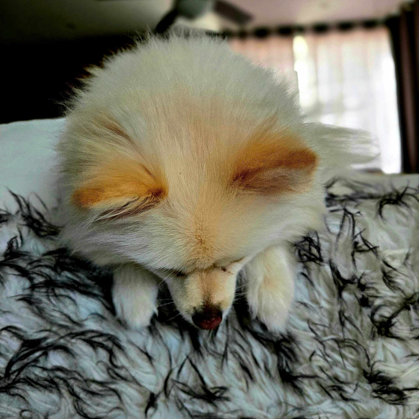 Fluffy is registered to the contest to win money with this photo: animal, blanket, ceiling_fan, cozy, cream_colored, curious, curtains, cute, dog, fluffy, fur, furry, indoor, nose, orange_ears, paws, pet, resting, soft_light, window