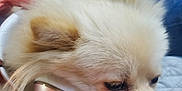 Fluffy joined the competition — help win amazing prizes! dog, white_dog, headphones, close_up, pet, fluffy, resting, quilt, indoor, casual_clothing, person, hand, nose, ear, fur, animal, cute, portrait, technology, relaxed