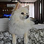 Fluffy joined the competition — help win amazing prizes! dog, pomeranian, fluffy, white, pet, indoor, blanket, sofa, living_room, curtains, ceiling_fan, air_conditioner, furniture, cozy, portrait, side_view, animal, domestic, cute, companion