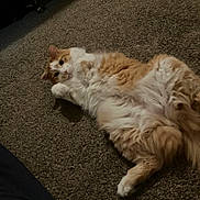 Clem is registered to the contest to win money with this photo: cat, orange_cat, white_cat, fluffy, carpet, indoor, pet, lying_down, relaxed, curious, fur, cute, animal, whiskers, paws, playful, domestic_cat, resting, soft, cozy