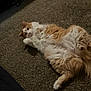 cat, orange_cat, white_cat, fluffy, carpet, indoor, pet, lying_down, relaxed, curious, fur, cute, animal, whiskers, paws, playful, domestic_cat, resting, soft, cozy