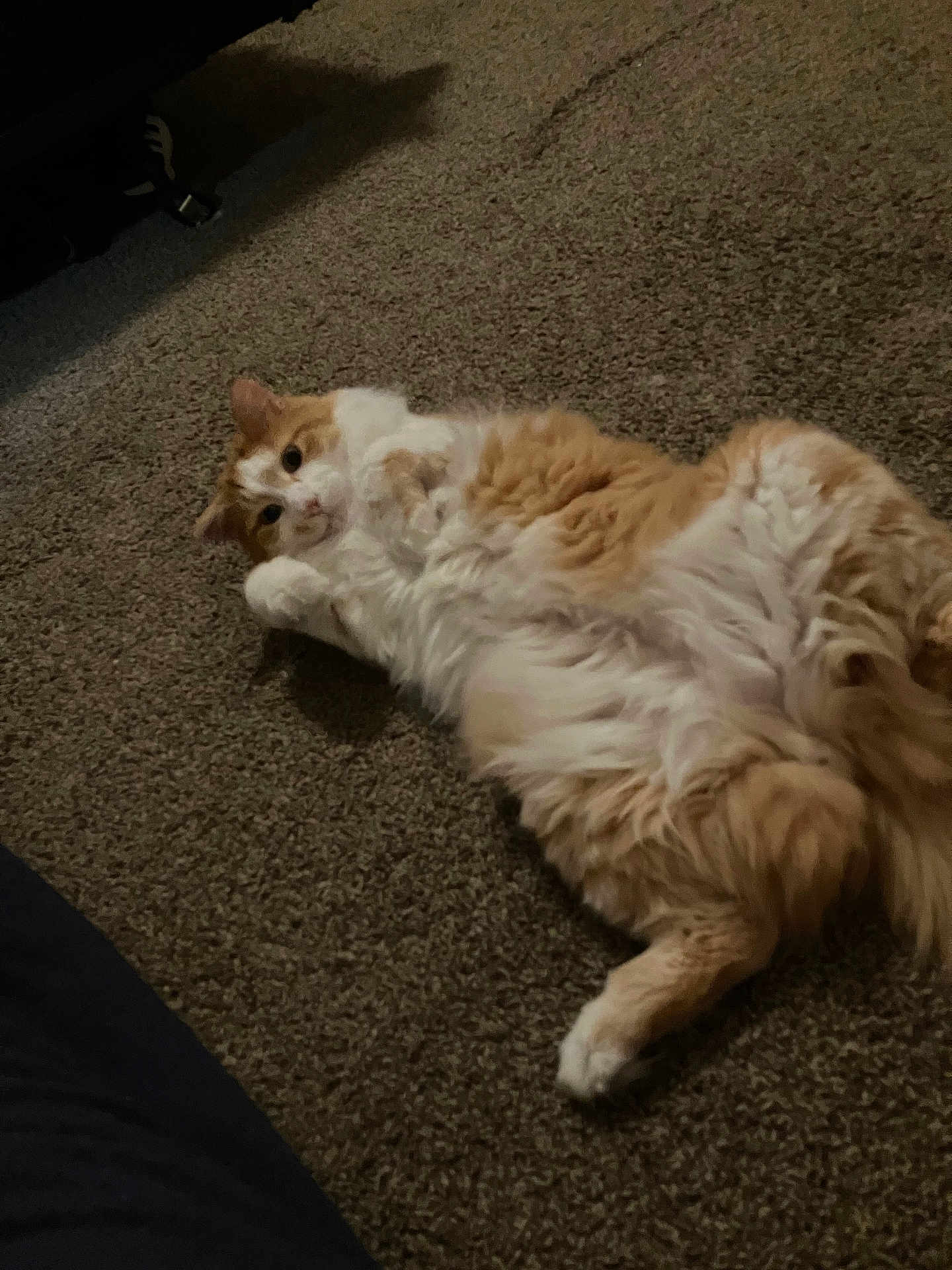 Clem is registered to the contest to win money with this photo: cat, orange_cat, white_cat, fluffy, carpet, indoor, pet, lying_down, relaxed, curious, fur, cute, animal, whiskers, paws, playful, domestic_cat, resting, soft, cozy