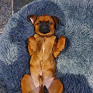 Bali a rejoint le concours — aidez-le/la à gagner de superbes lots ! dog, puppy, sleeping, brown, fur, pet, cute, fluffy_rug, indoor, relaxed, animal, canine, lying_down, cozy, small_dog, resting, paw, tail, snout, peaceful