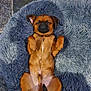 dog, puppy, sleeping, brown, fur, pet, cute, fluffy_rug, indoor, relaxed, animal, canine, lying_down, cozy, small_dog, resting, paw, tail, snout, peaceful