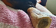 Bali participe au concours pour gagner de l'argent avec cette photo : dog, sleeping, bone, blanket, cozy, resting, pet, indoor, closeup, fur, snout, soft, texture, comfort, relaxation, couch, brown, black, animal, napping