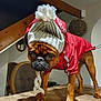 Bali a rejoint le concours — aidez-le/la à gagner de superbes lots ! dog, pet, clothing, hat, jacket, indoor, wooden_table, brown_dog, pom_pom, knitted_hat, small_dog, animal, canine, winter_wear, cute, standing, fur, ears, face, expression