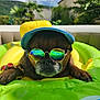 animal, backyard, cap, closeup, dog, green, inflatable, nature, outdoor, pet, pool_float, portrait, reflection, relaxing, shade, summer, sunglasses, sunny, water_drops, yellow