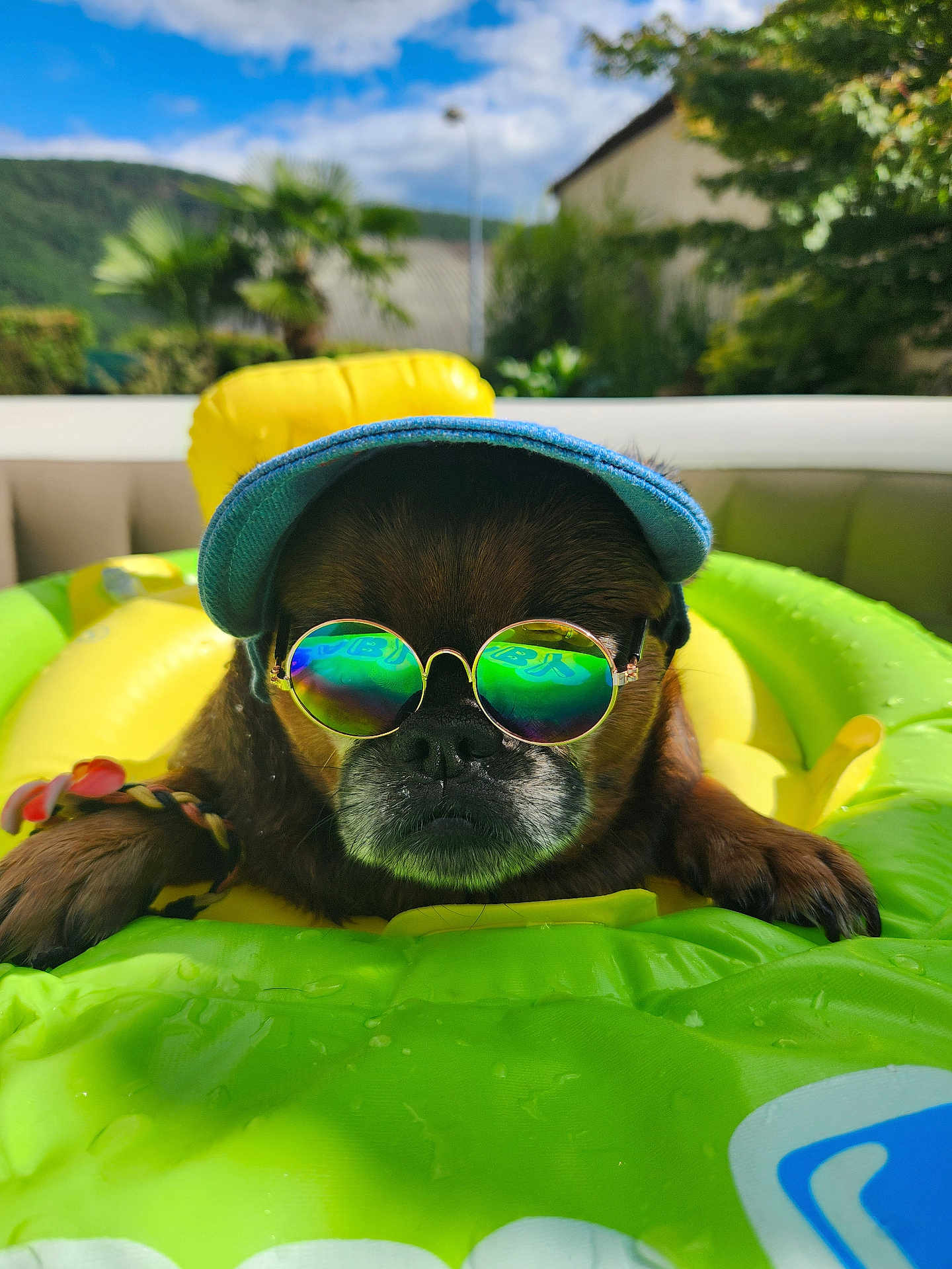 Bali participe au concours pour gagner de l'argent avec cette photo : animal, backyard, cap, closeup, dog, green, inflatable, nature, outdoor, pet, pool_float, portrait, reflection, relaxing, shade, summer, sunglasses, sunny, water_drops, yellow