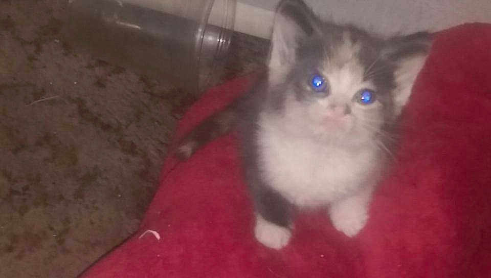 Willow