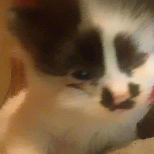 Buster
