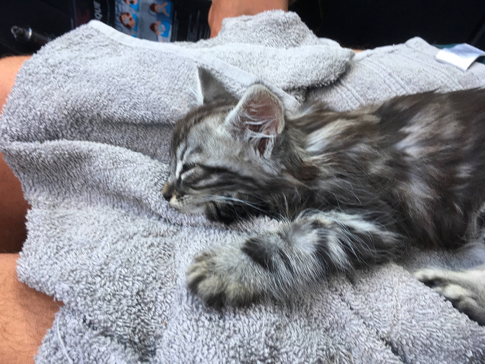 Sun a rejoint le concours — aidez-le/la à gagner de superbes lots ! carnivore, cat, claw, comfort, domestic_short_haired_cat, felidae, fur, grey, paw, plant, sitting, small_to_medium_sized_cats, snout, tail, terrestrial_animal, whiskers
