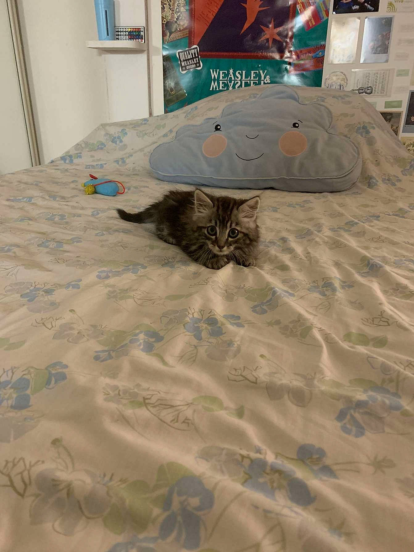 Sun participe au concours pour gagner de l'argent avec cette photo : automotive_tire, bed, bedding, carnivore, cat, comfort, domestic_short_haired_cat, felidae, flooring, fur, grey, hardwood, linens, picture_frame, room, sand, small_to_medium_sized_cats, tail, whiskers, wood