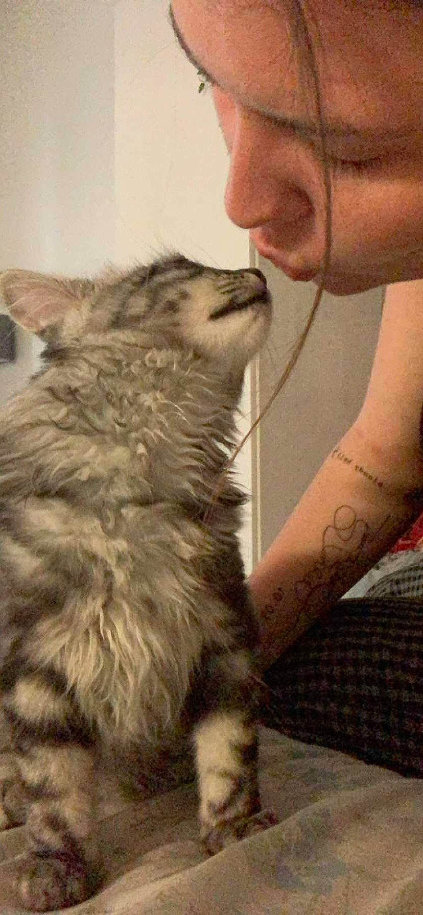 Sun participe au concours pour gagner de l'argent avec cette photo : canidae, carnivore, cat, dog_breed, domestic_short_haired_cat, ear, elbow, fawn, felidae, finger, fur, gesture, paw, skin, small_to_medium_sized_cats, snout, tail, terrestrial_animal, whiskers, wrist