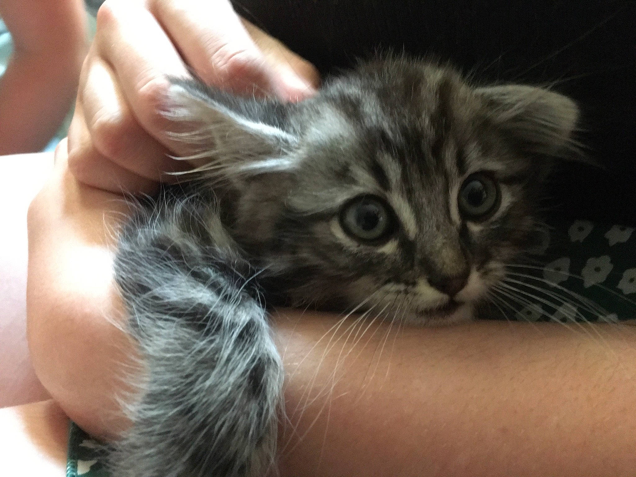 Sun a rejoint le concours — aidez-le/la à gagner de superbes lots ! carnivore, cat, claw, comfort, domestic_short_haired_cat, ear, felidae, finger, fur, hand, nail, paw, small_to_medium_sized_cats, snout, terrestrial_animal, thumb, whiskers
