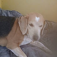 Homer joined the competition — help win amazing prizes! dog, blur, bed, blanket, indoor, pet, fur, animal, resting, laying, brown, white, black, cozy, sleepy, paw, ear, canine, home, soft