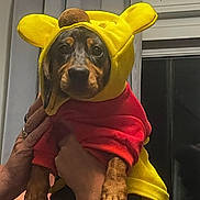 Stephenson joined the competition — help win amazing prizes! dog, costume, yellow_hood, red_sweater, pet, indoor, hands, cute, animal, puppy, portrait, clothing, adorable, brown_paws, window, curtains, face, expression, domestic_animal, close_up