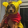 dog, costume, yellow_hood, red_sweater, pet, indoor, hands, cute, animal, puppy, portrait, clothing, adorable, brown_paws, window, curtains, face, expression, domestic_animal, close_up