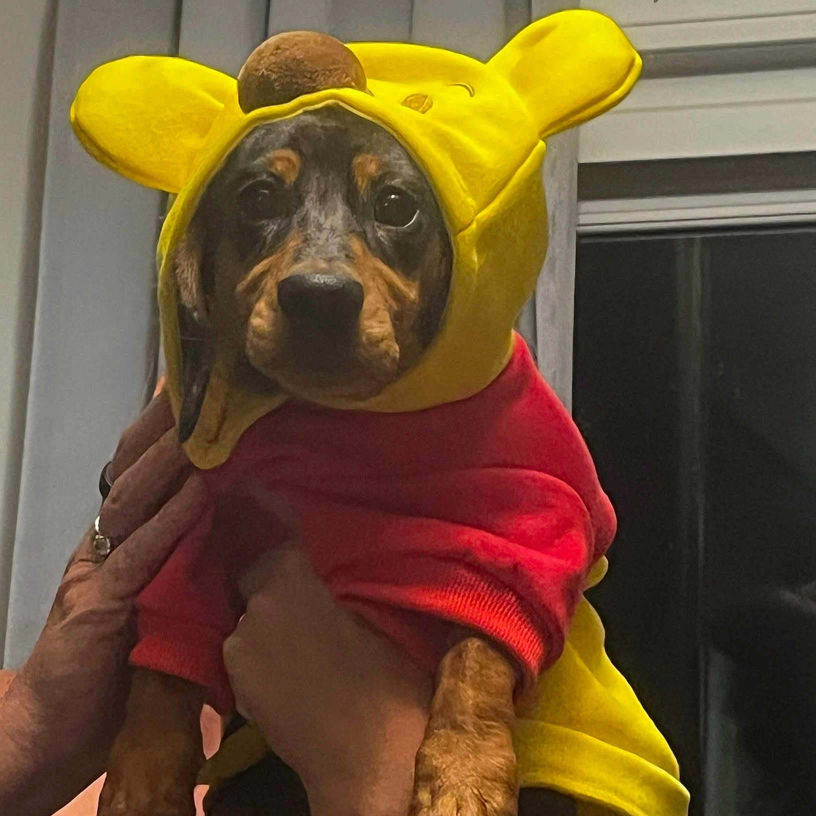 Stephenson joined the competition — help win amazing prizes! adorable, animal, brown_paws, close_up, clothing, costume, curtains, cute, dog, domestic_animal, expression, face, hands, indoor, pet, portrait, puppy, red_sweater, window, yellow_hood