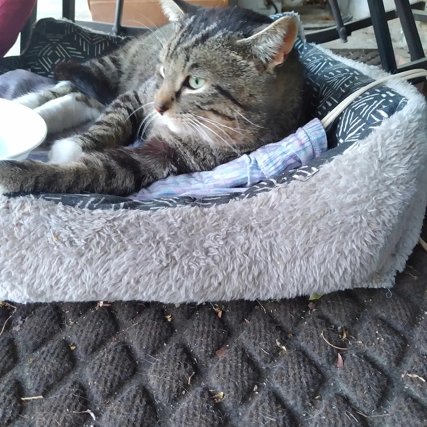 Bubba Spook is registered to the contest to win money with this photo: abyssinian, animal, basket, bed, blanket, canine, cat, couch, cushion, dog, dogbed, furniture, hammock, homedecor, kitten, linen, manx, person, pet, sleeping