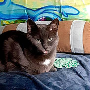 Smokey Mocca Burns joined the competition — help win amazing prizes! animal, blanket, cat, colorful_background, cozy, cushion, cute, domestic_animal, ears, eyes, feline, fur, gray_cat, indoor, mischievous, pet, relaxed, resting, tongue_out, whiskers