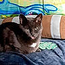 animal, blanket, cat, colorful_background, cozy, cushion, cute, domestic_animal, ears, eyes, feline, fur, gray_cat, indoor, mischievous, pet, relaxed, resting, tongue_out, whiskers