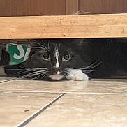 White Socks joined the competition — help win amazing prizes! animal, black_and_white, cat, close_up, crouching, curious, domestic_cat, eyes, feline, floor, hiding, indoor, paws, pet, quiet, tile, tuxedo_cat, under_furniture, whiskers, wooden_furniture