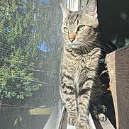Krissy is registered to the contest to win money with this photo: animal, cat, daylight, domestic_cat, feline, green_trees, indoor, looking_out, mesh_screen, nature, outdoor_view, paws, pet, relaxed, striped_fur, sunlight, tabby, whiskers, window, windowsill