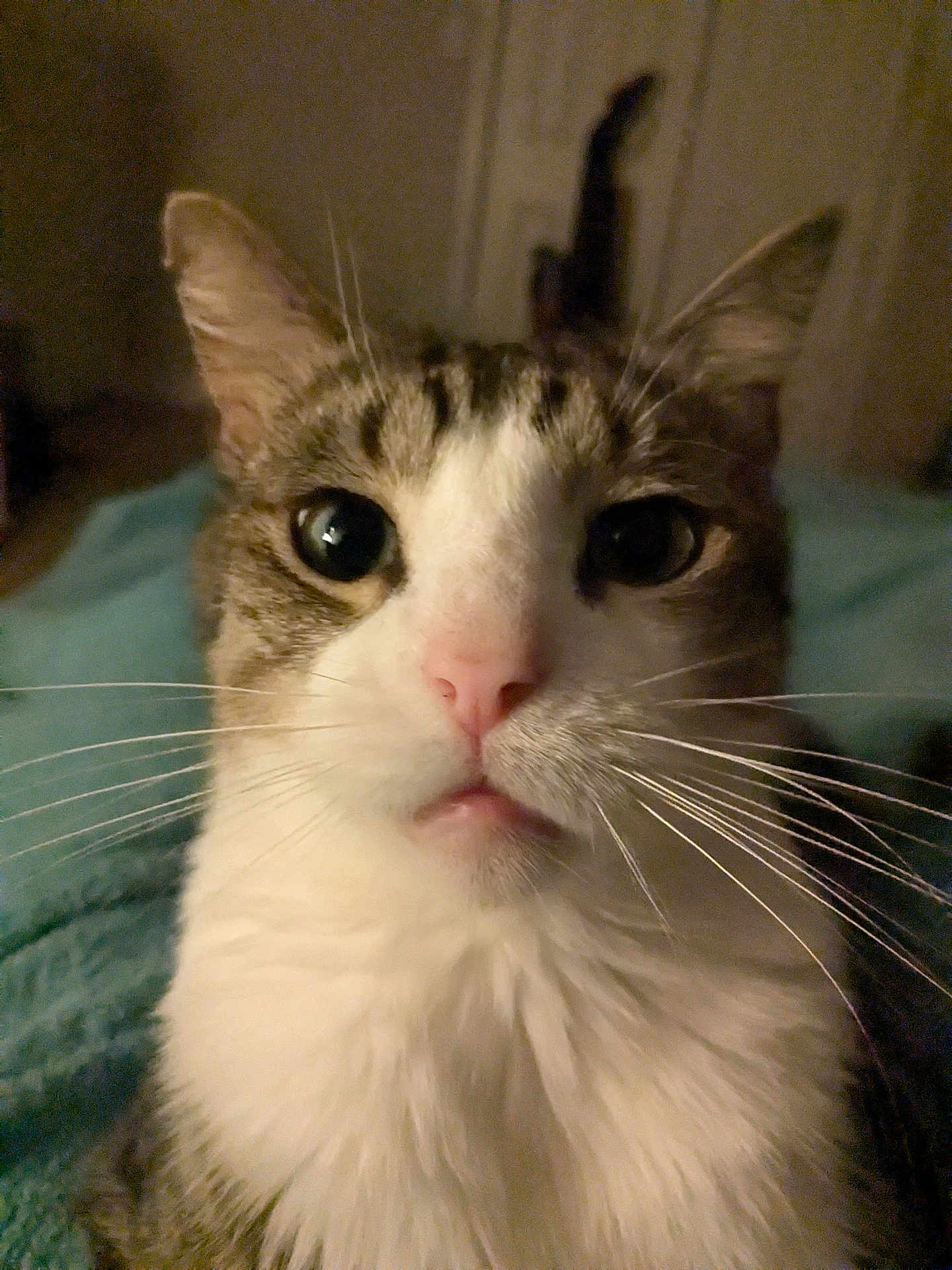 Gary joined the competition — help win amazing prizes! cat, close_up, whiskers, indoor, pet, feline, curious, face, fur, animal, portrait, tabby, white_fur, ears, nose, eyes, soft_lighting, blurred_background, mammal, domestic_animal