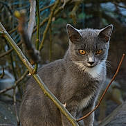 Popcorn participe au concours pour gagner de l'argent avec cette photo : alert, animal, branches, cat, closeup, cute, eyes, feline, forest, fur, gray_cat, mammal, nature, outdoor, pet, rock, sitting, whiskers, white_paws, wildlife