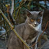 cat, gray_cat, white_paws, outdoor, branches, rock, animal, pet, fur, wildlife, nature, forest, eyes, whiskers, mammal, sitting, alert, closeup, cute, feline