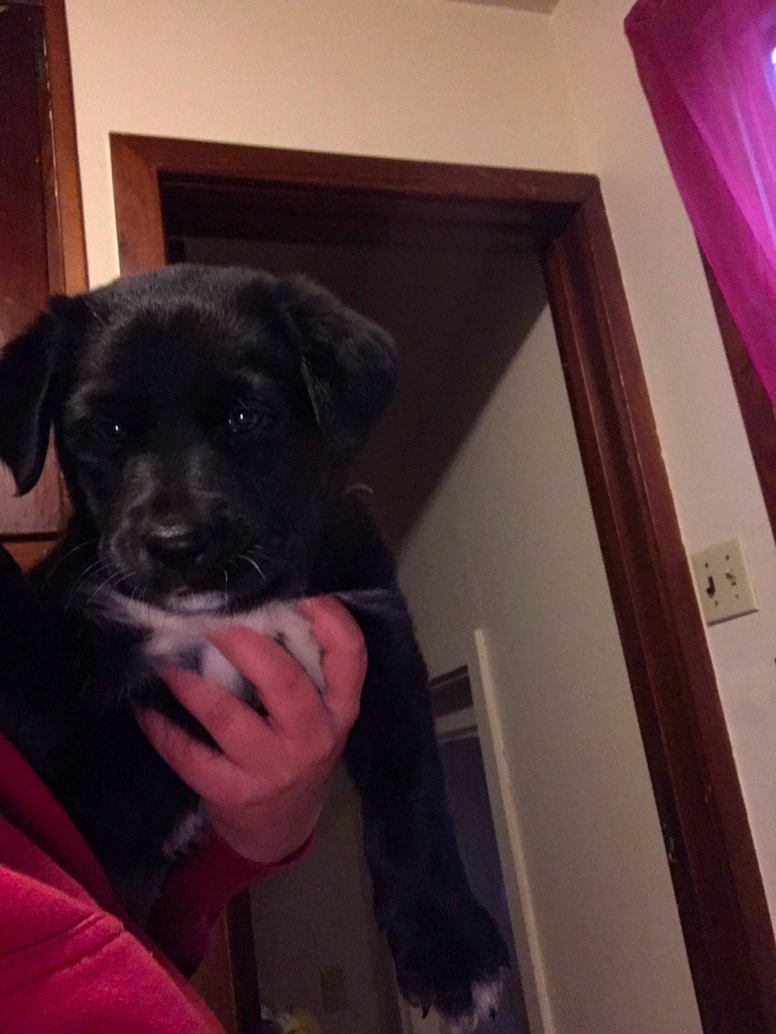 Daisy joined the competition — help win amazing prizes! borador, canidae, carnivore, companion_dog, curtain, dog, dog_breed, fawn, fur, hardwood, magenta, non_sporting_group, puppy, room, snout, sporting_group, whiskers