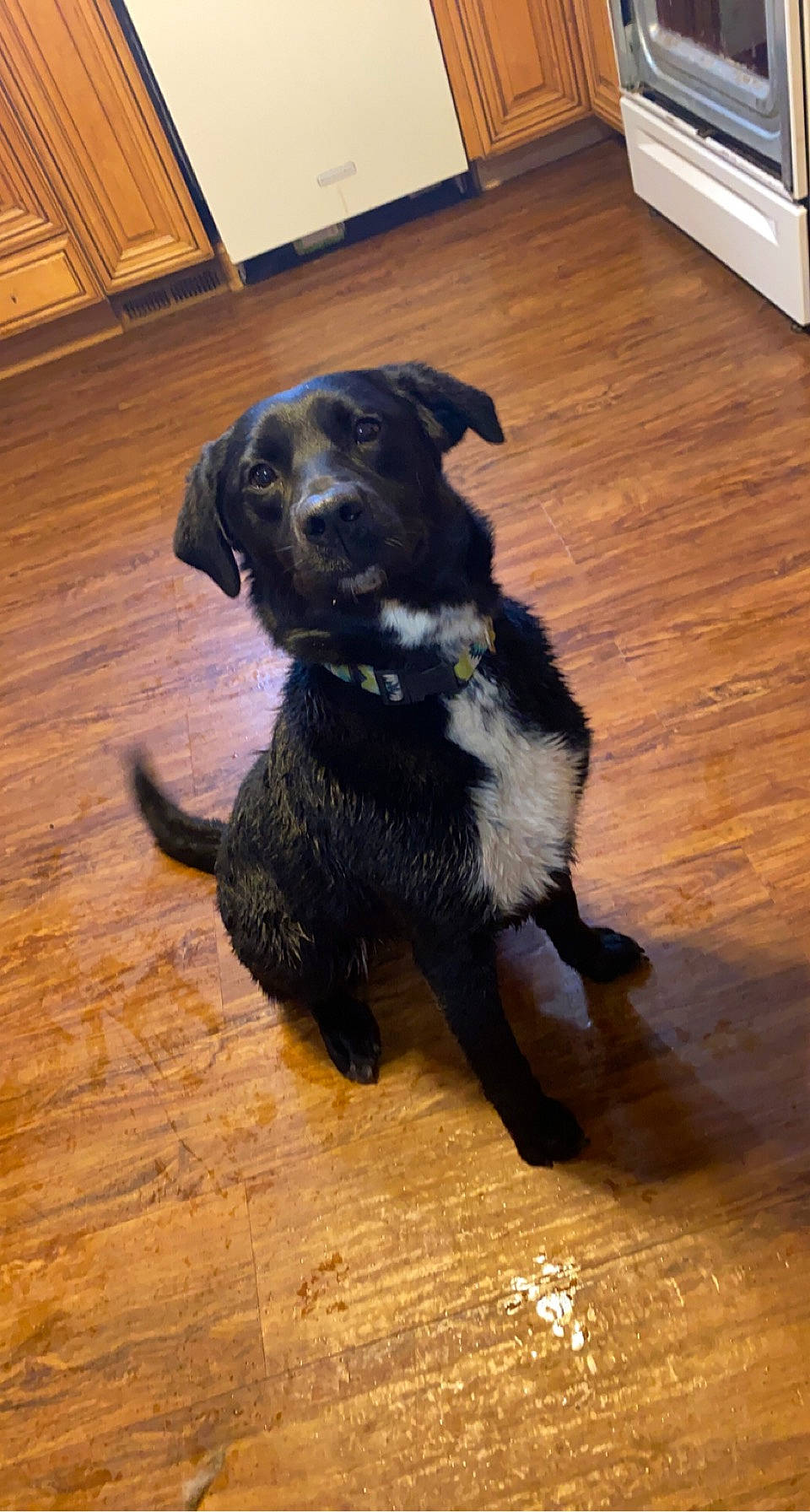 Daisy is registered to the contest to win money with this photo: borador, canidae, carnivore, companion_dog, dog, dog_breed, floor, flooring, fur, gun_dog, hardwood, laminate_flooring, plank, snout, sporting_group, tail, varnish, wood, wood_flooring, wood_stain