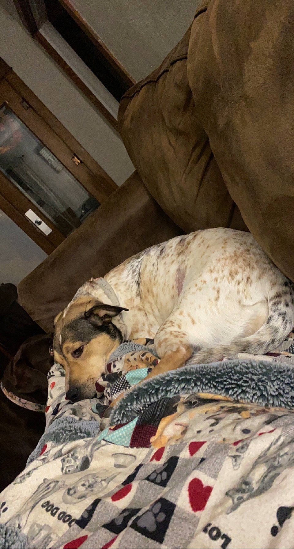 Harley Jo joined the competition — help win amazing prizes! bed, bed_sheet, bedding, bedroom, carnivore, comfort, companion_dog, dog, dog_breed, duvet, fawn, felidae, fur, linens, mammal, room, small_to_medium_sized_cats, sporting_group, wood, working_animal