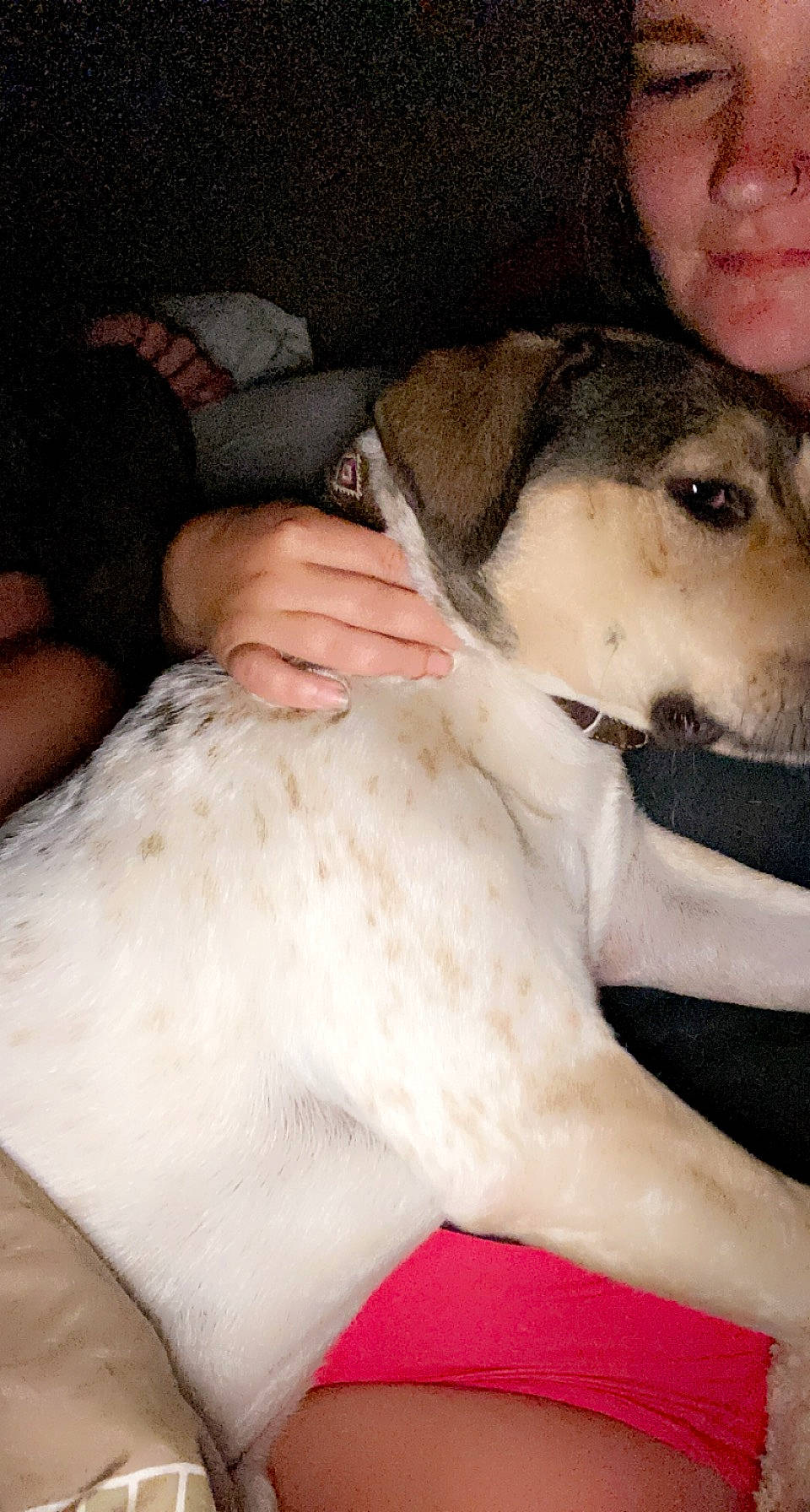 Harley Jo joined the competition — help win amazing prizes! carnivore, comfort, companion_dog, dog, dog_breed, ear, fawn, fur, gesture, human_leg, linens, nap, paw, puppy_love, sitting, sleep, snout, sporting_group, whiskers, working_animal