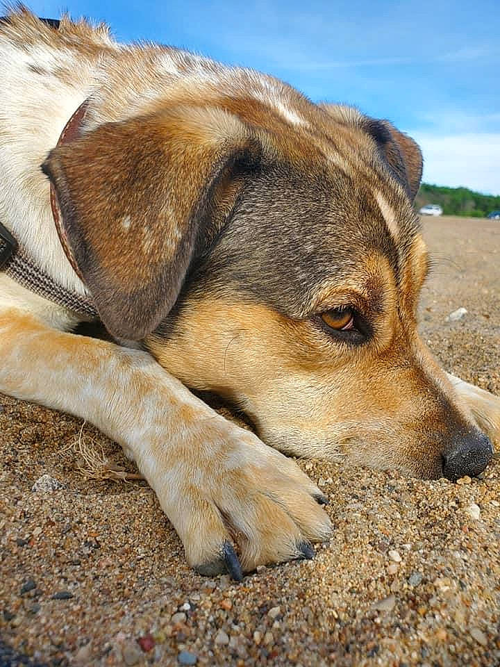 Harley Jo joined the competition — help win amazing prizes! canidae, carnivore, cloud, dog, dog_breed, fawn, fur, landscape, rock, sky, soil, sporting_group, street_dog, terrestrial_animal, wildlife, working_animal