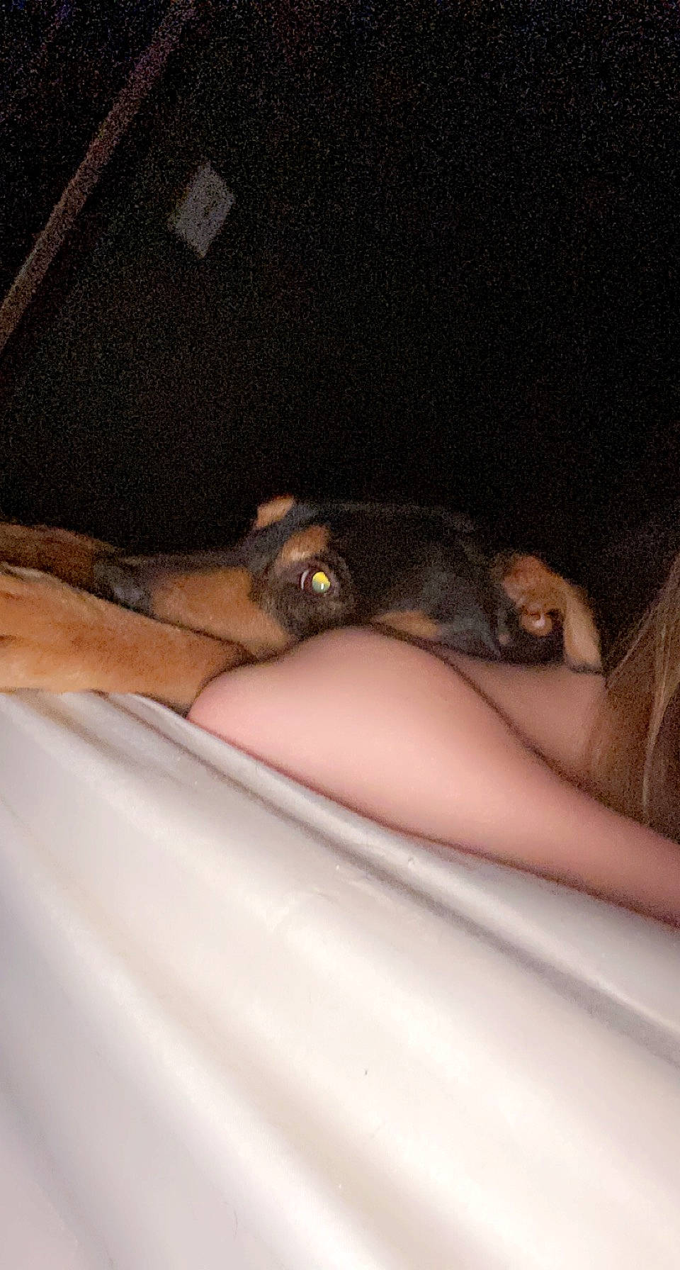 Sasha ?? is registered to the contest to win money with this photo: carnivore, comfort, couch, dog_breed, elbow, fawn, felidae, finger, foot, hand, human_leg, joint, knee, linens, nail, snout, thigh, thumb, whiskers, wrist