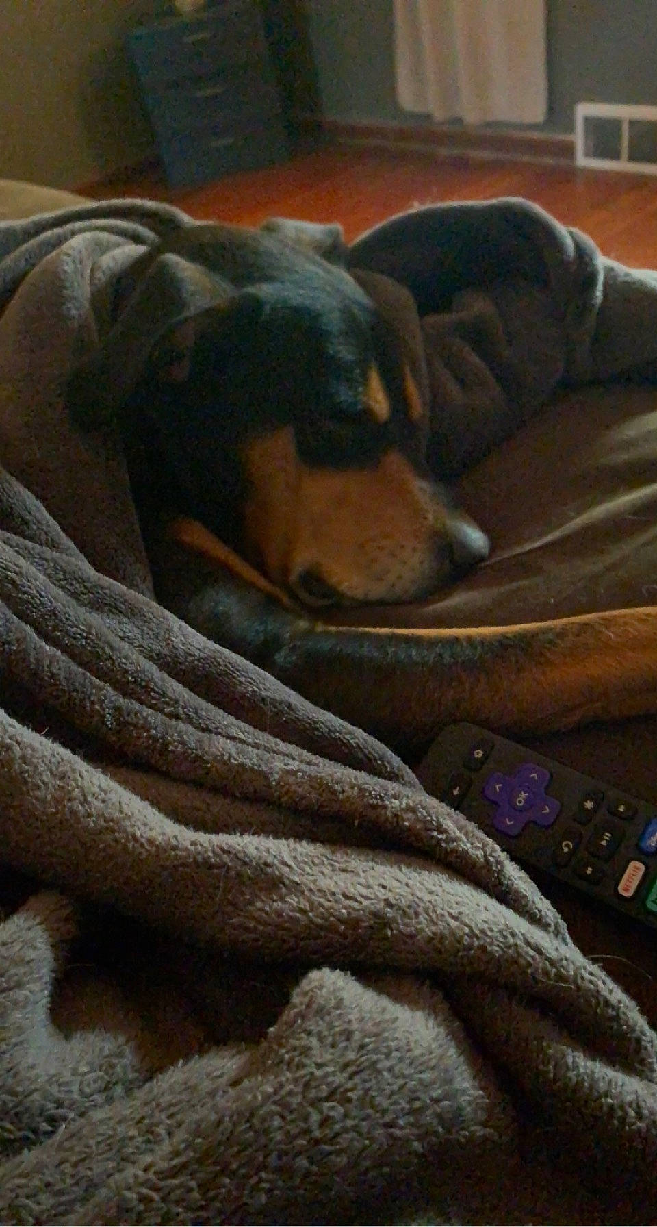 Sasha ?? is registered to the contest to win money with this photo: blanket, brown, carnivore, comfort, companion_dog, couch, dog, dog_breed, fawn, flooring, fur, guard_dog, hardwood, linens, liver, nap, sleep, sporting_group, wood, working_animal