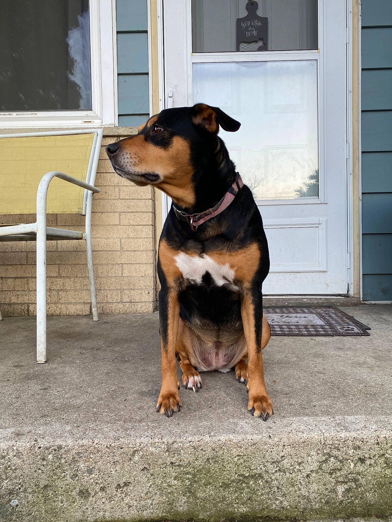 Sasha ?? joined the competition — help win amazing prizes! canidae, carnivore, chair, collar, companion_dog, dog, dog_breed, dog_collar, dog_supply, door, fawn, guard_dog, outdoor_furniture, pet_supply, snout, sporting_group, tail, window, working_animal, working_dog