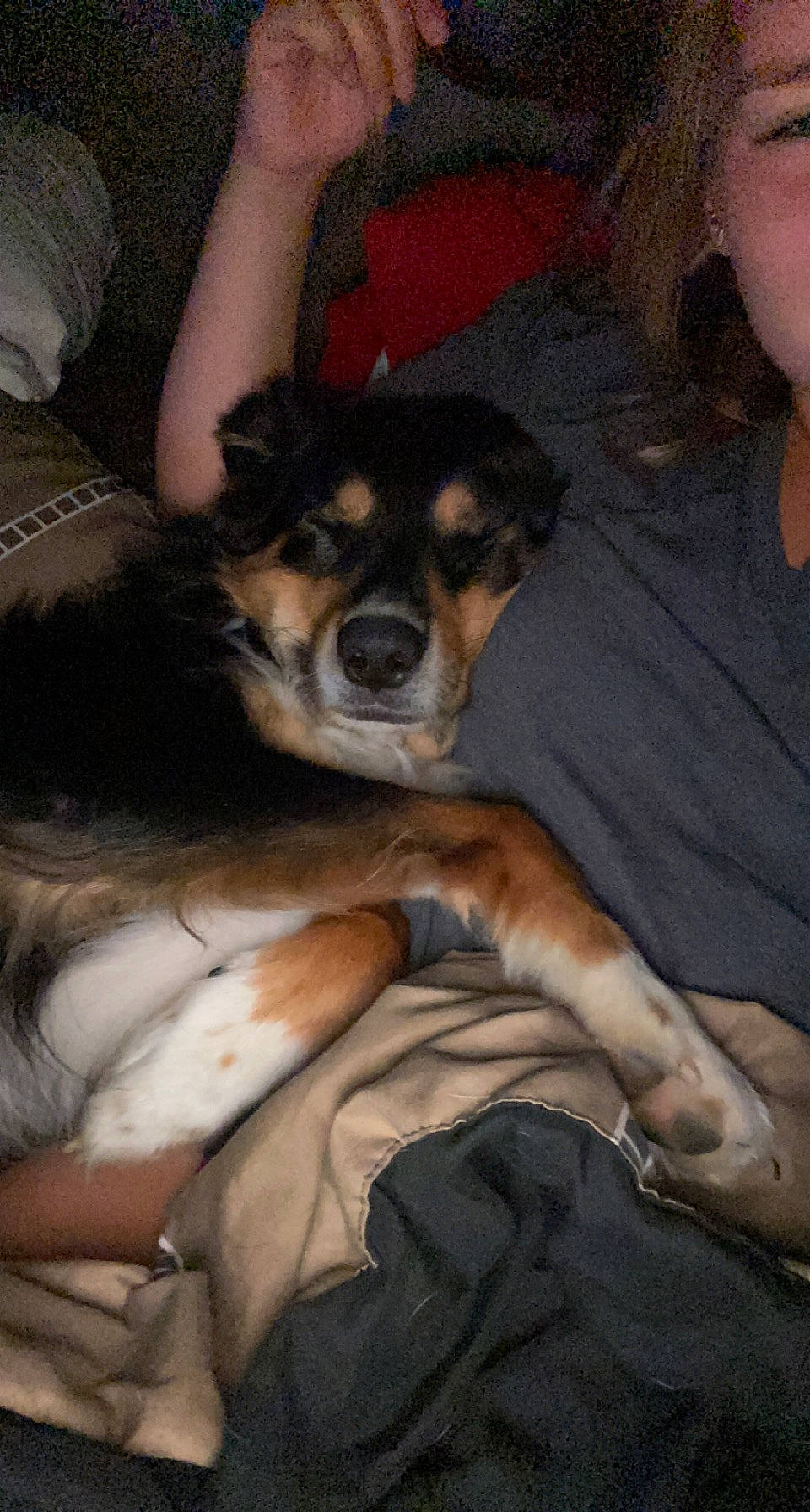 Hunter joined the competition — help win amazing prizes! canidae, carnivore, comfort, companion_dog, couch, dog, dog_breed, fur, puppy, sitting, sporting_group, working_dog