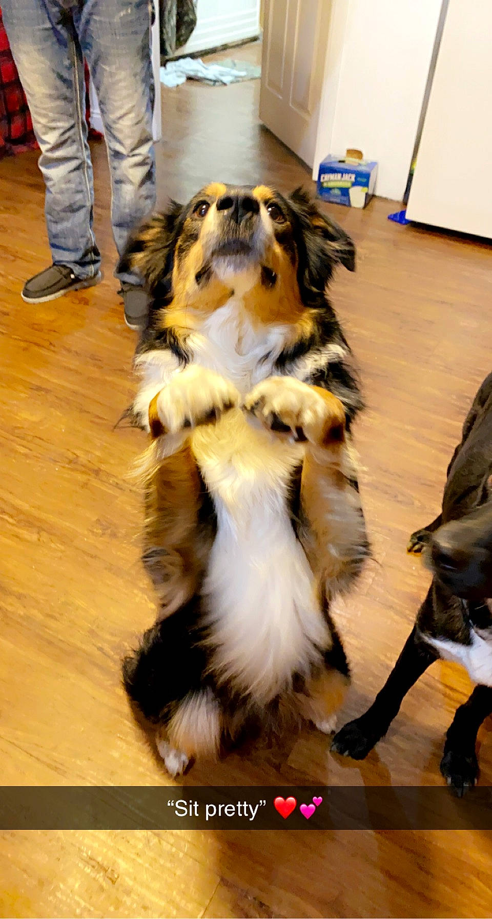 Hunter joined the competition — help win amazing prizes! bernese_mountain_dog, canidae, carnivore, collie, companion_dog, dog, dog_breed, floor, flooring, fur, hardwood, herding_dog, scotch_collie, sporting_group, tail, toy_dog, wood, wood_flooring, working_animal, working_dog