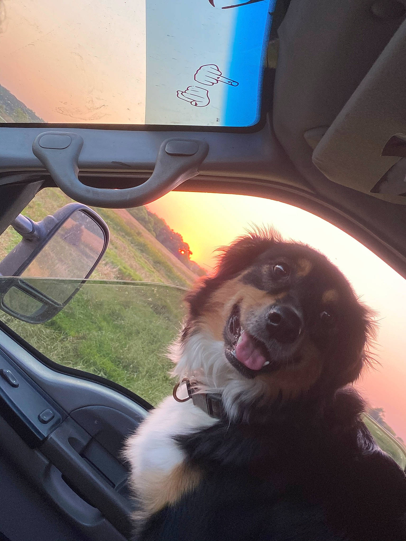 Hunter joined the competition — help win amazing prizes! auto_part, automotive_exterior, automotive_lighting, automotive_mirror, car, carnivore, companion_dog, dog, dog_breed, fawn, motor_vehicle, plant, rear_view_mirror, snout, tints_and_shades, vehicle, vehicle_door, whiskers, window, windshield