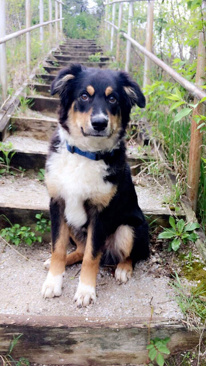 Hunter is registered to the contest to win money with this photo: australian_shepherd, canidae, carnivore, companion_dog, dog, dog_breed, fence, herding_dog, plant, snout, sporting_group, terrestrial_animal, whiskers, working_animal, working_dog