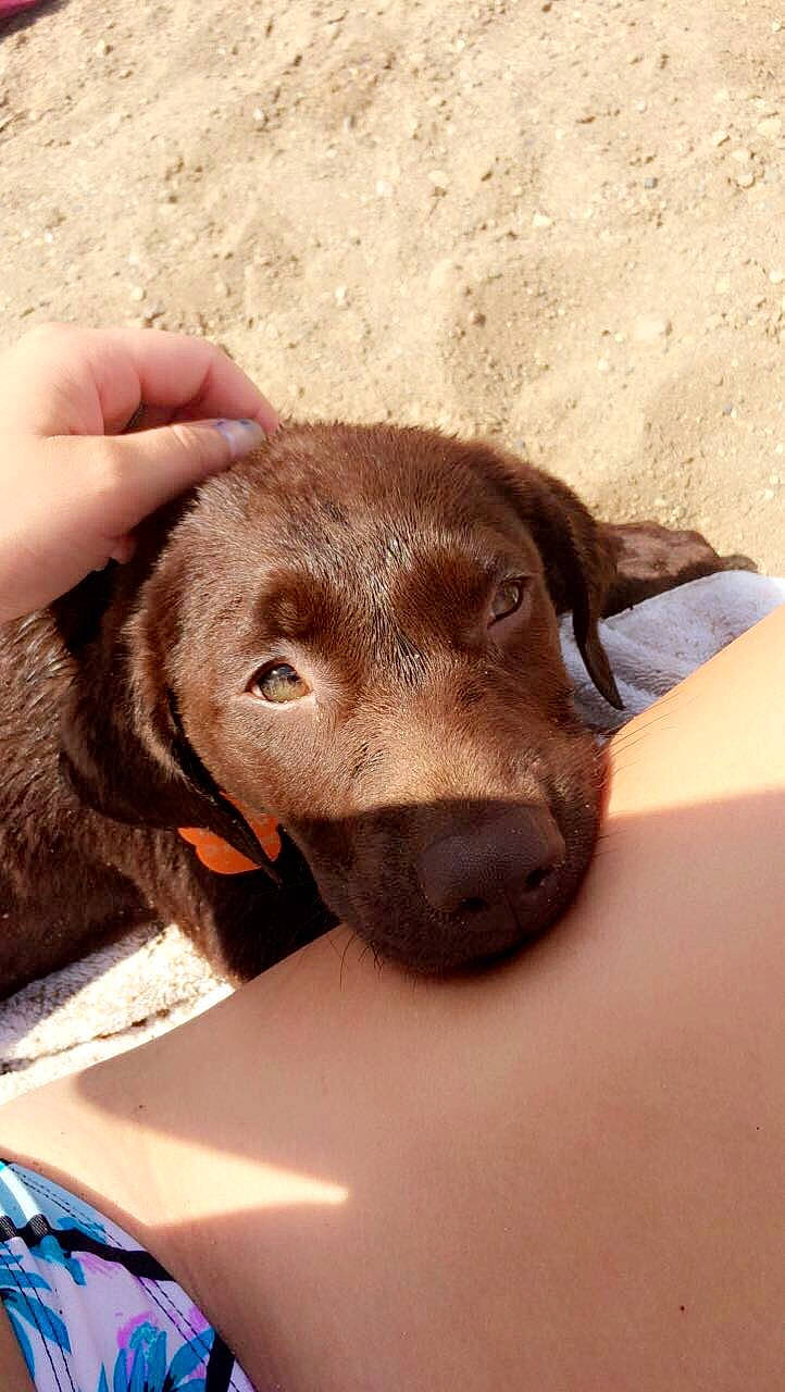 Millee is registered to the contest to win money with this photo: borador, canidae, carnivore, comfort, companion_dog, dog, dog_breed, fawn, gun_dog, hat, hunting_dog, labrador_retriever, liver, pointing_breed, puppy, retriever, snout, sporting_group, whiskers, working_animal