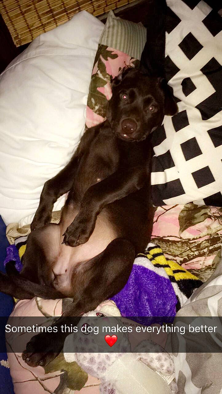 Millee is registered to the contest to win money with this photo: bed, canidae, carnivore, comfort, companion_dog, dog, dog_breed, dog_supply, fawn, fur, guard_dog, linens, liver, magenta, non_sporting_group, purple, snout, sporting_group, toy_dog, working_animal