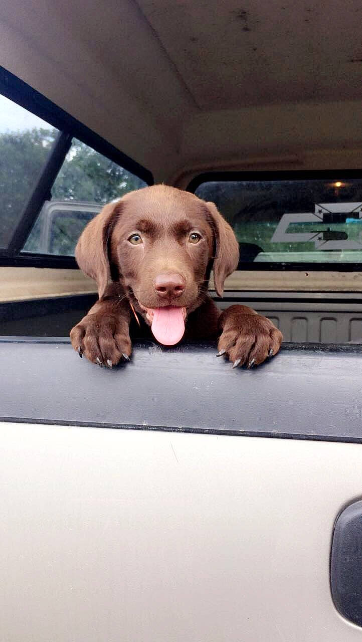 Millee is registered to the contest to win money with this photo: auto_part, automotive_exterior, automotive_mirror, automotive_window_part, carnivore, comfort, companion_dog, dog, dog_breed, door, fawn, liver, motor_vehicle, snout, sporting_group, vehicle, vehicle_door, window, windshield, working_animal