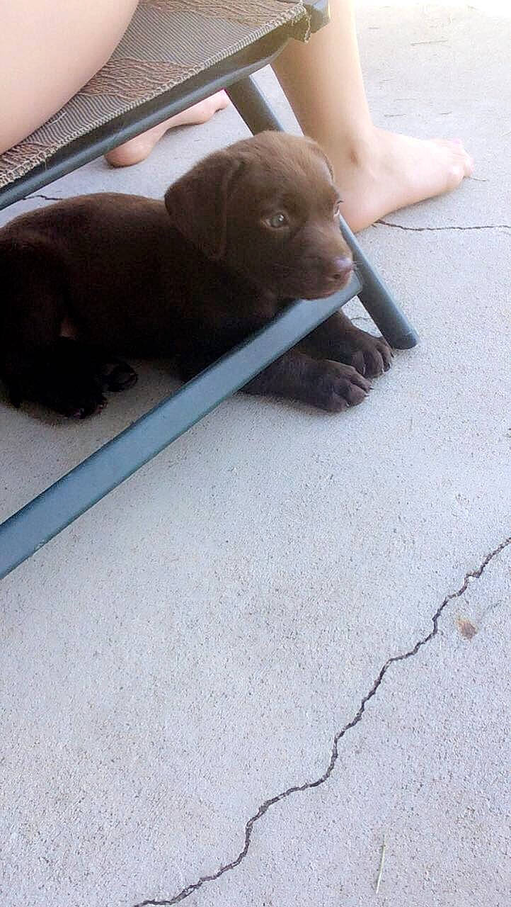 Millee joined the competition — help win amazing prizes! asphalt, canidae, carnivore, comfort, companion_dog, concrete, dog, dog_breed, fawn, floor, flooring, leash, liver, road_surface, snout, sporting_group, tail, terrestrial_animal, wood, working_animal