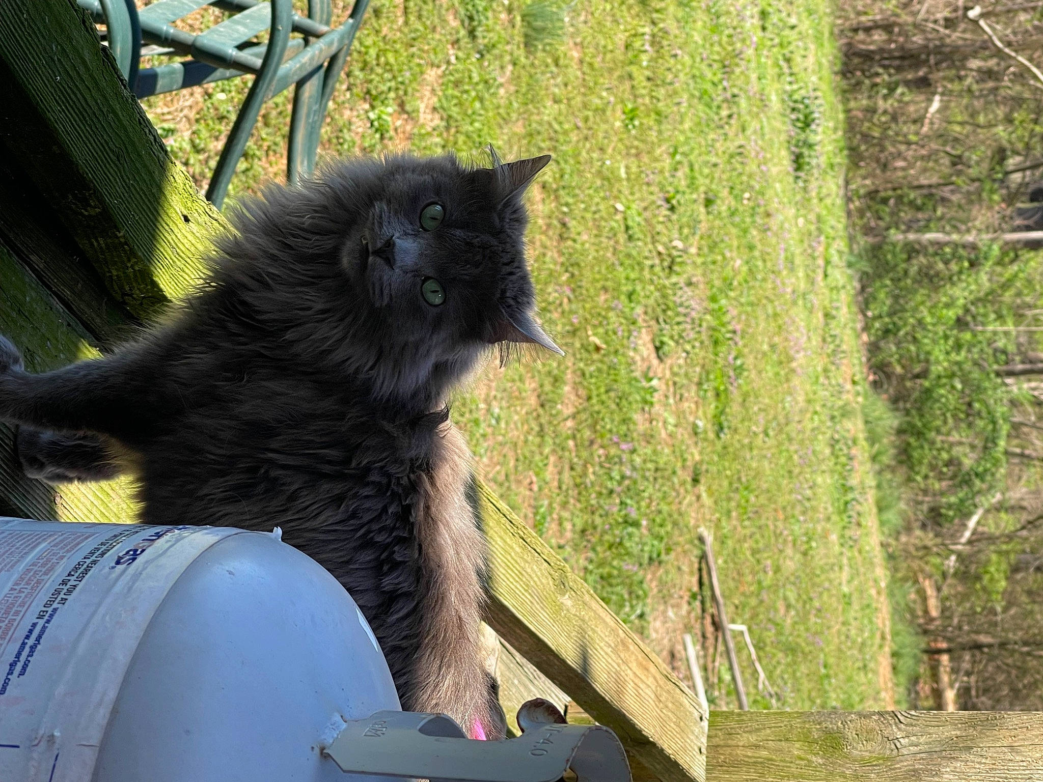 Church is registered to the contest to win money with this photo: black_cat, bombay, carnivore, cat, domestic_short_haired_cat, felidae, fur, gas, grass, plant, small_to_medium_sized_cats, snout, tail, terrestrial_animal, tree, trunk, whiskers, wood