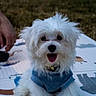 dog, white_dog, fluffy, small_dog, bandana, blue_bandana, outdoor, grass, mat, pet, happy, tongue_out, cute, canine, animal, sitting, portrait, playful, domestic_animal, hand